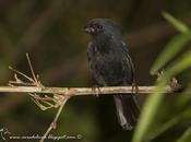 Reinamora enana (Blackish-blue Seedeater) Amaurospiza moesta