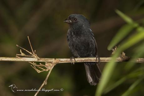 Reinamora enana (Blackish-blue Seedeater) Amaurospiza moesta