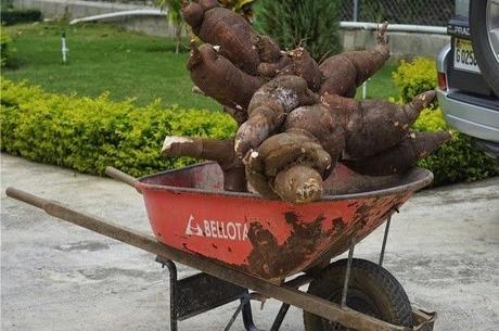 Pero que yuca !!, dicen en Mao que pesó 132 libras.