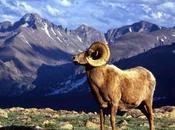 ¿Qué significa soñar cabras?