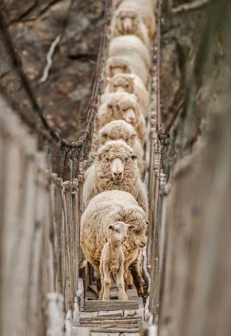 El año de los no propósitos