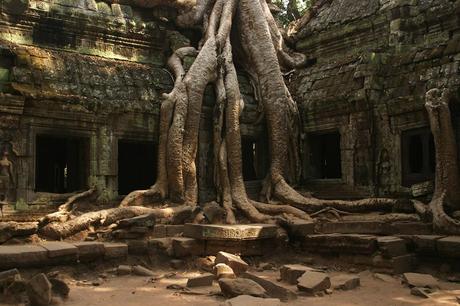 Iconic tree at Ta Prohm, Siem Reap, Cambodia