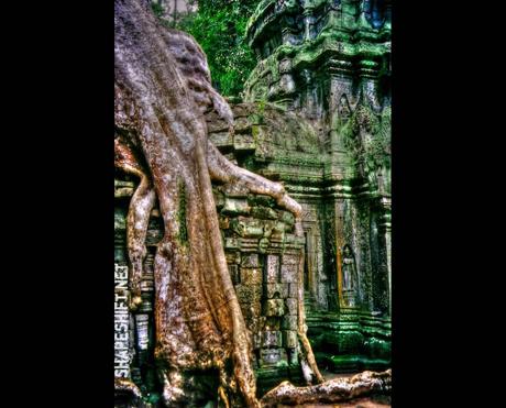 Roots of Ta Prohm Temple