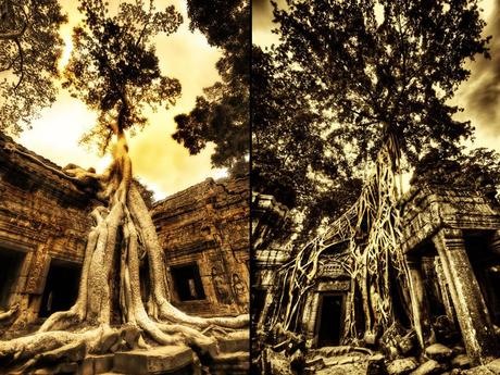 Swallowing the Ruins at Ta Prohm & Wrapping Around Time ancient ruins of Angkor Wat