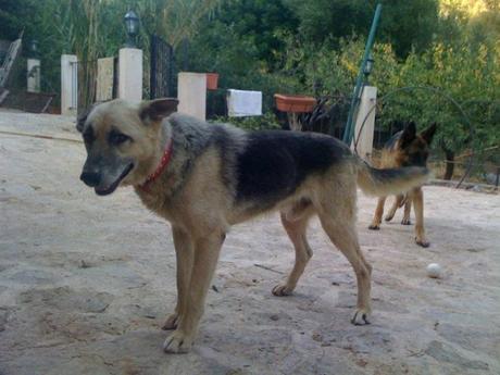 Caos en Caimari (Mallorca, Islas Baleares).