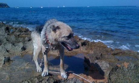 Caos en la playa (Cala Blava, Mallorca) en julio de 2012.