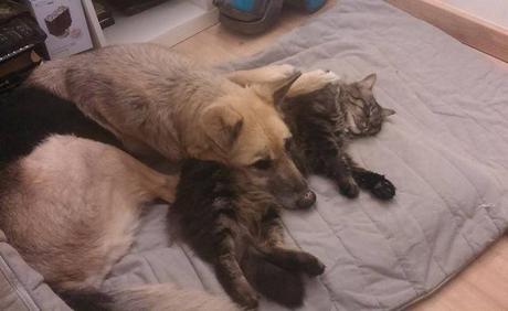 Caos y Teo en la casa de Barcelona (abril de 2014).