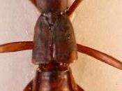 Nueva especie estafilínido cuevas Marruecos