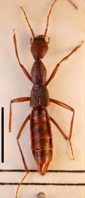 Nueva especie de estafilínido en cuevas de Marruecos