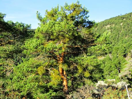 MUÉRDAGO EN EL CERRO DE LOS ÁLAMOS BLANCOS