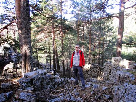 MUÉRDAGO EN EL CERRO DE LOS ÁLAMOS BLANCOS