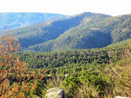 MUÉRDAGO EN EL CERRO DE LOS ÁLAMOS BLANCOS