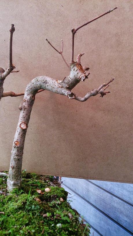 Diorama con Acers Campestres  : 7  Los arboles uno X uno