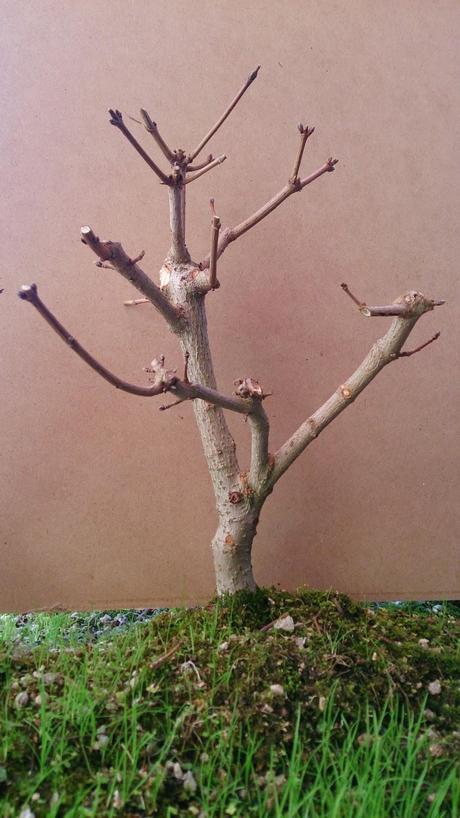 Diorama con Acers Campestres  : 7  Los arboles uno X uno