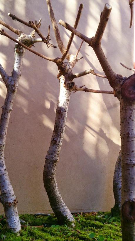 Diorama con Acers Campestres  : 7  Los arboles uno X uno
