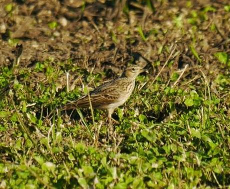 Unas alondras en invierno