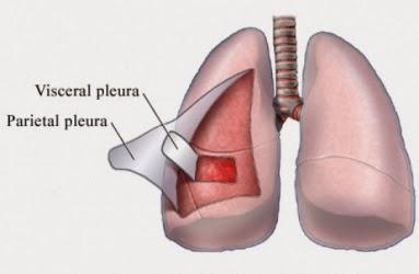 ¿Cuáles son las enfermedades más comunes del Sistema Respiratorio?