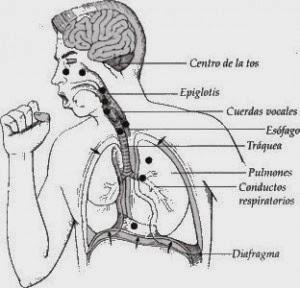 Sistema Respiratorio: Manifestaciones generales