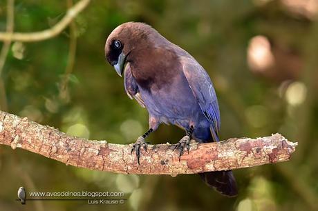 Urraca morada (Purplish jay) Cyanocorax cyanomelas