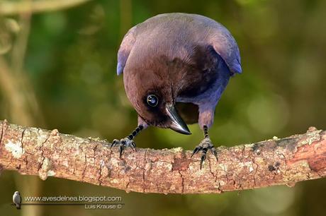 Urraca morada (Purplish jay) Cyanocorax cyanomelas