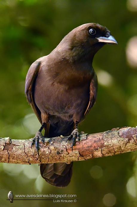 Urraca morada (Purplish jay) Cyanocorax cyanomelas