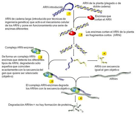 Mecanismos del RNAi ( imagen está adaptada de RNAi for Crop improvement).