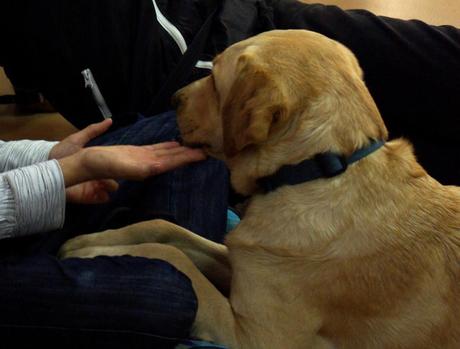 Fundación Affinity lleva las terapias con animales a los centros de menores tutelados.