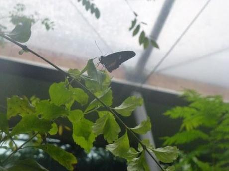 No volveré a un Zoo ni a seguir a unos orientales en el Barrio Rojo: Día 3 Amsterdam Artis Royal Zoo