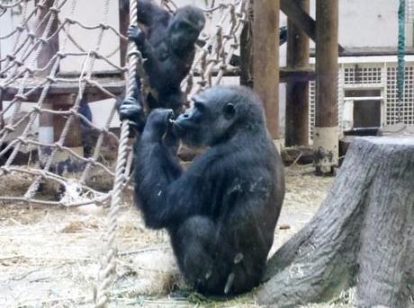 No volveré a un Zoo ni a seguir a unos orientales en el Barrio Rojo: Día 3 Amsterdam Artis Royal Zoo