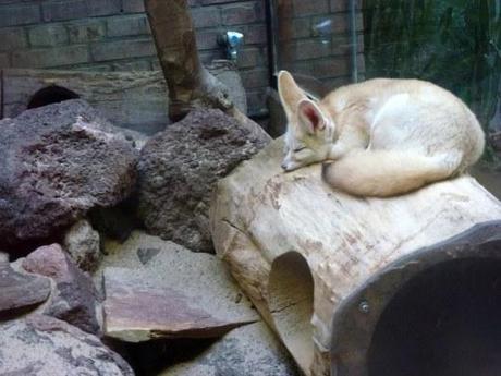 No volveré a un Zoo ni a seguir a unos orientales en el Barrio Rojo: Día 3 Amsterdam Artis Royal Zoo