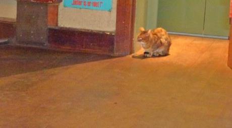 No volveré a un Zoo ni a seguir a unos orientales en el Barrio Rojo: Día 3 Amsterdam “Bruin Café”