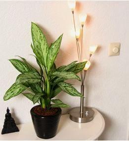 Aglaonema
