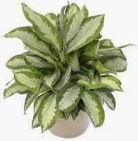 Aglaonema
