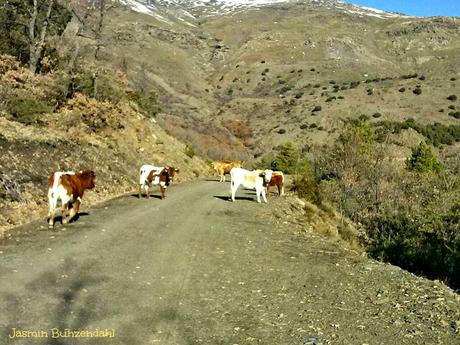 Navidad en La Alpujarra