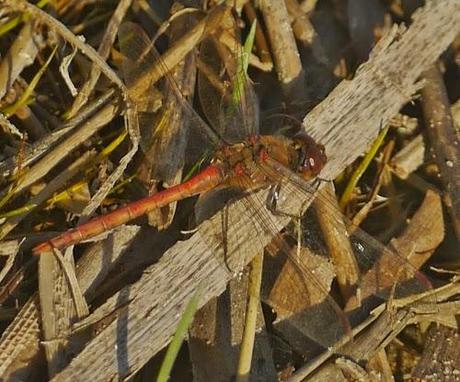 La libélula resistente