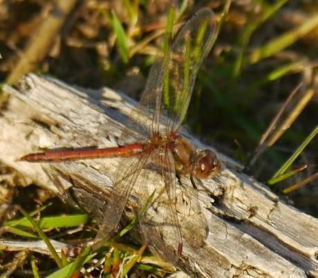 La libélula resistente