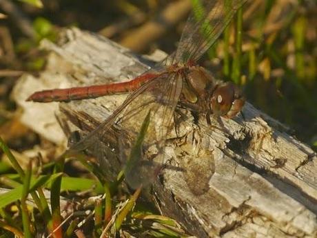 La libélula resistente