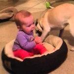 VÍDEO: ¡Devuélveme mi cama! perro intenta recuperar su cama