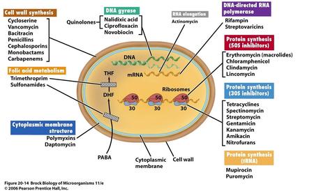 Clasificación de algunos antibióticos según dónde ejercen su acción. Fuente | Brock Biology of Microorganims