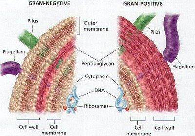 Estructura de la pared celular en Gram negativas y Gram positivas. En rojo, la capa de péptidoglucano.