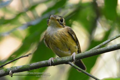 Picochato enano (White-throated Spadebill) Platyrinchus mystaceus