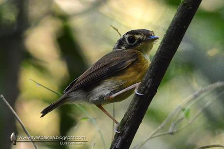 Picochato enano (White-throated Spadebill) Platyrinchus mystaceus