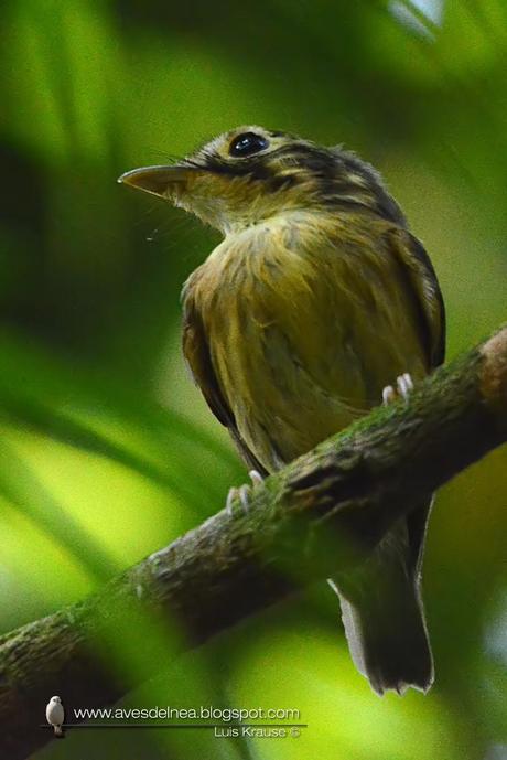 Picochato enano (White-throated Spadebill) Platyrinchus mystaceus