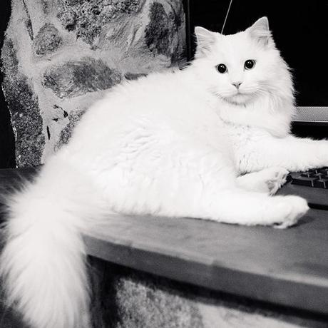 Lovely white cat