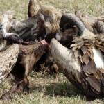 Buitres devorando ñu. Foto: UDARE. Vida Salvaje africana. Inshala Travel