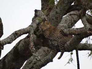 Leopardo descansando en las ramas. Foto: UDARE. Vida Salvaje africana. Inshala Travel