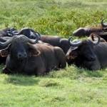 Búfalos. Foto: UDARE. Vida Salvaje africana. Inshala Travel