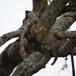 Leopardo descansando en las ramas. Foto: UDARE. Vida Salvaje africana. Inshala Travel