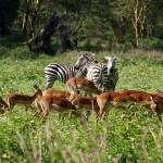Impalas y cebras. Foto: UDARE. Vida Salvaje africana. Inshala Travel