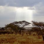 Paisaje de acacias. Foto: UDARE. Vida Salvaje africana. Inshala Travel